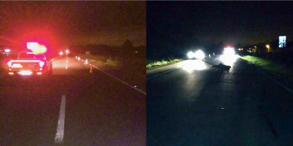 Homem leva tiros, é atropelado na RS-239 e morre em Araricá