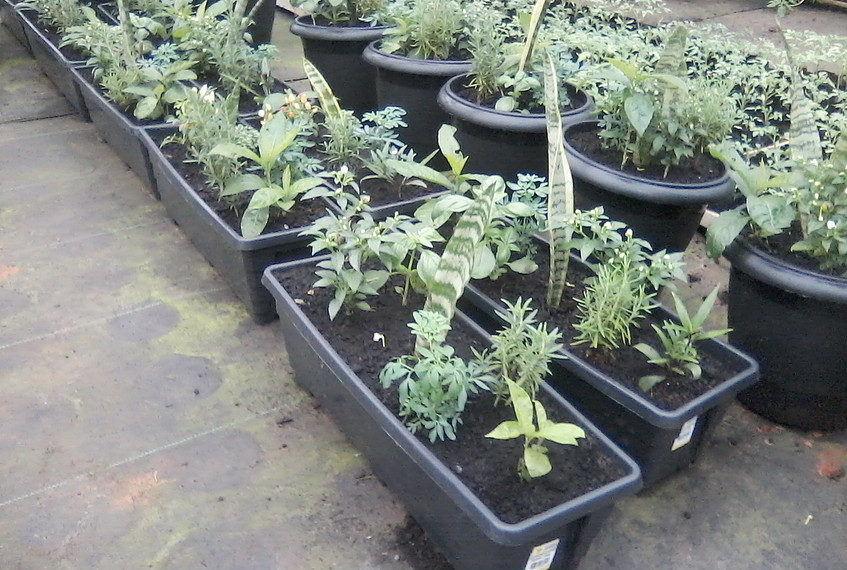 Aprenda como plantar e manter sua horta urbana