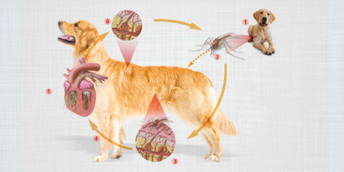 Conheça a doença que atinge o coração do seu pet