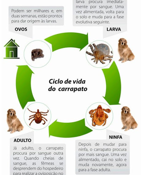 Deixe seu pet longe das pulgas e carrapatos com cuidados simples