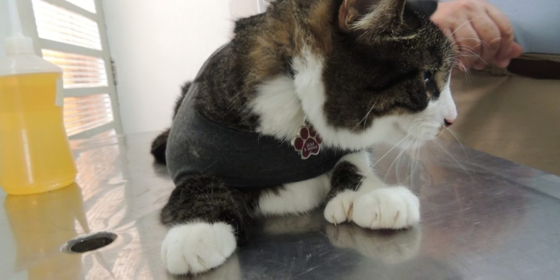 Leucemia viral felina inspira cuidados