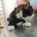 Leucemia viral felina inspira cuidados