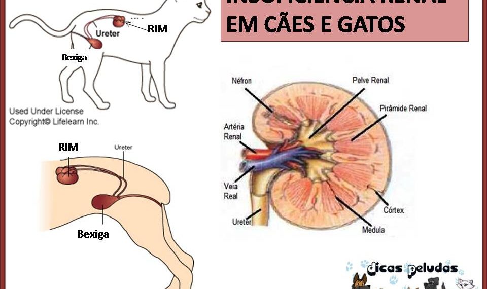 Doença renal crônica necessita de atenção