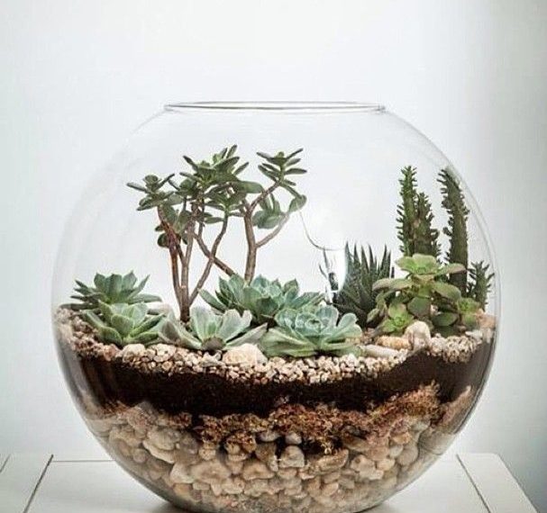 Mantendo o contato com a natureza com terrários
