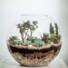 Mantendo o contato com a natureza com terrários