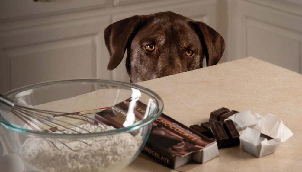 Páscoa: mantenha os chocolates longe dos cães e gatos!