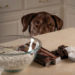 Páscoa: mantenha os chocolates longe dos cães e gatos!