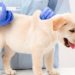 Descubra a importância da vacina polivalente para cães
