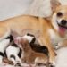 Mês das mães também é mês de cães e gatos