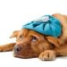 Gripe no inverno também é problema de cães e gatos