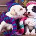 Os animais de estimação também sentem frio