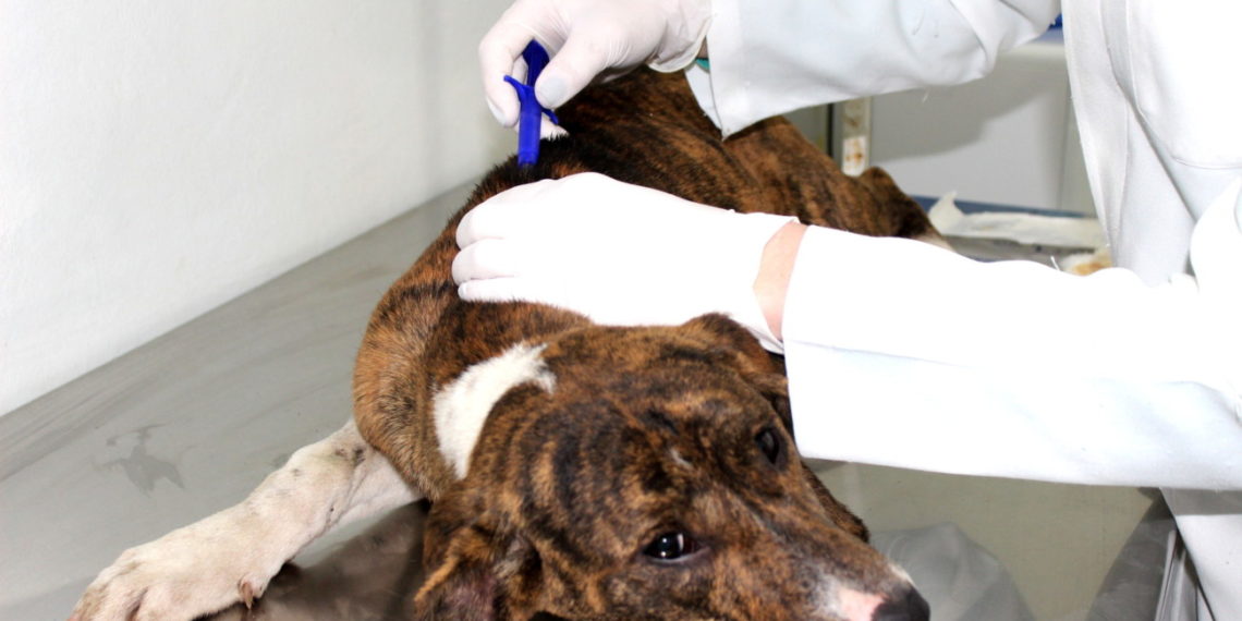 Cães liberados para adoção em Sapiranga recebem implantação de microchips