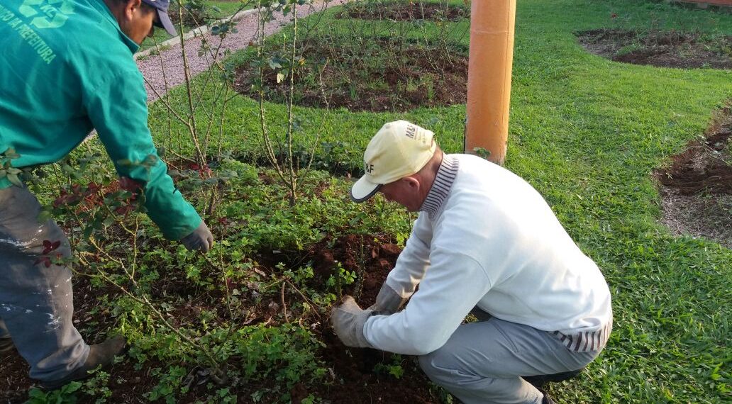 Espaços públicos recebem o plantio de 3 mil mudas de rosas em Sapiranga