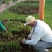 Espaços públicos recebem o plantio de 3 mil mudas de rosas em Sapiranga