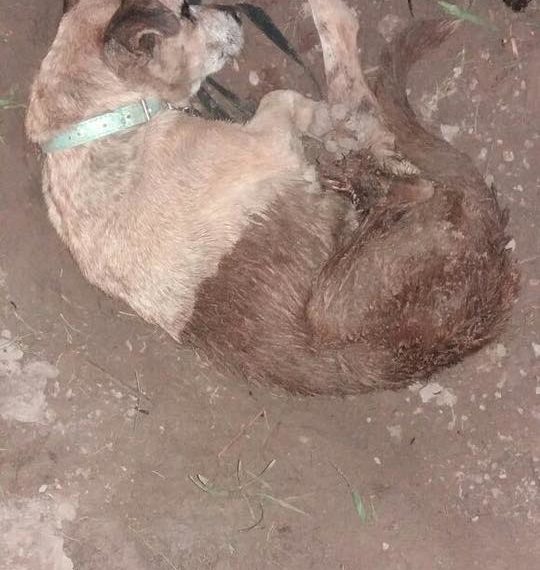 Voluntários resgatam cadela que foi enterrada viva em Sapiranga