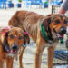 Número de animais em situação de rua alerta Campo Bom