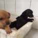 Projeto de castração de animais chega ao bairro Sete, em Sapiranga