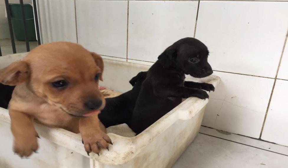 Projeto de castração de animais chega ao bairro Sete, em Sapiranga