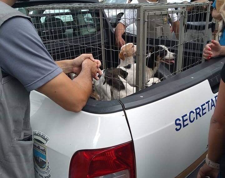 Cães vítimas de maus tratos são resgatados em Sapiranga