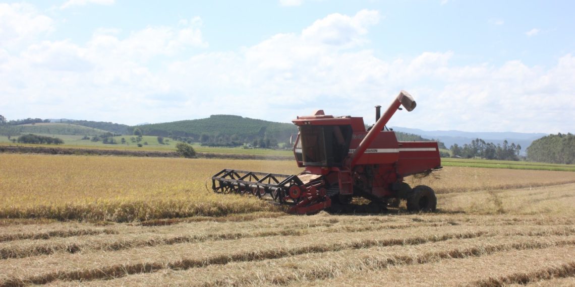 Em Sapiranga, também se planta arroz