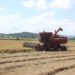 Em Sapiranga, também se planta arroz