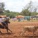 Vídeos e fotos: Prova do laço individual deu início as atividades deste domingo no 41º Rodeio Nacional de Campo Bom