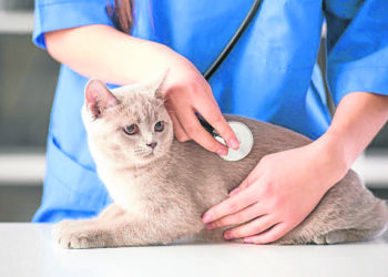 Artigo: Março amarelo chama atenção para doenças que afetam os rins dos pets, por Felipe Cemim