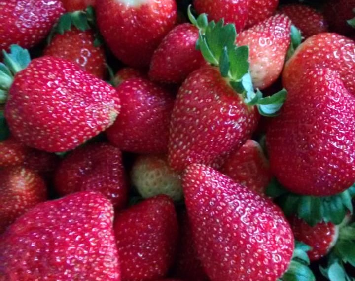 Família Harff planta deliciosos morangos que são distribuídos para diferentes locais da região