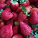 Família Harff planta deliciosos morangos que são distribuídos para diferentes locais da região