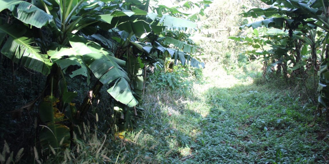 Agricultura sintrópica ou agroflorestal trabalha a favor da natureza, recupera o solo e produz alimentos sem agrotóxicos