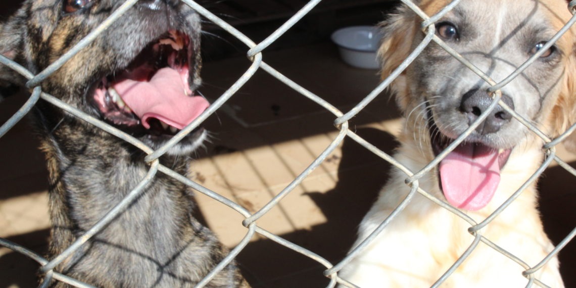 Centro Municipal de Bem Estar e Recuperação Animal (CEMPRA) oficialmente inaugurado em Campo Bom