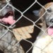 Centro Municipal de Bem Estar e Recuperação Animal (CEMPRA) oficialmente inaugurado em Campo Bom