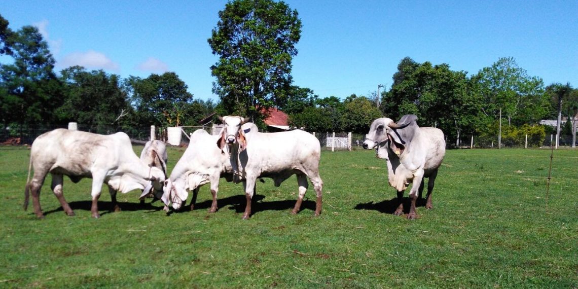 Apiários Pinto e a importância da agroindústria para Sapiranga