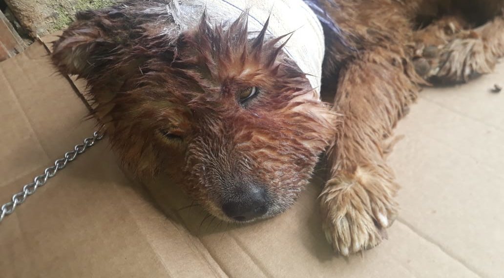 Cão é encontrado com membro mutilado em Araricá