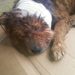 Cão é encontrado com membro mutilado em Araricá