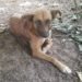 Ajuda animal: ONG SOS Animais de Nova Hartz realiza trabalho de conscientização com a população