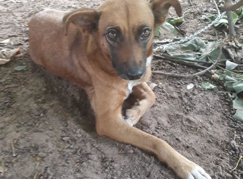 Ajuda animal: ONG SOS Animais de Nova Hartz realiza trabalho de conscientização com a população