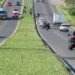 Proibição de plantio de árvores no canteiro da RS-239 forçará Prefeitura de Sapiranga a retirar mudas e replantar em outro local