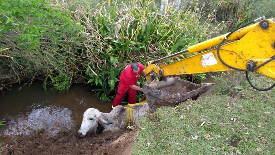 Bombeiros resgatam animal atolado em Nova Hartz
