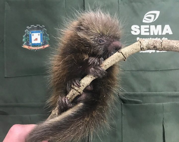 Secretaria do Meio Ambiente de Campo Bom resgata filhote de Ouriço