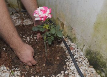 Como cultivar rosas com sucesso
