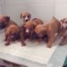 Adoção de animais se intensifica em Sapiranga e Campo Bom