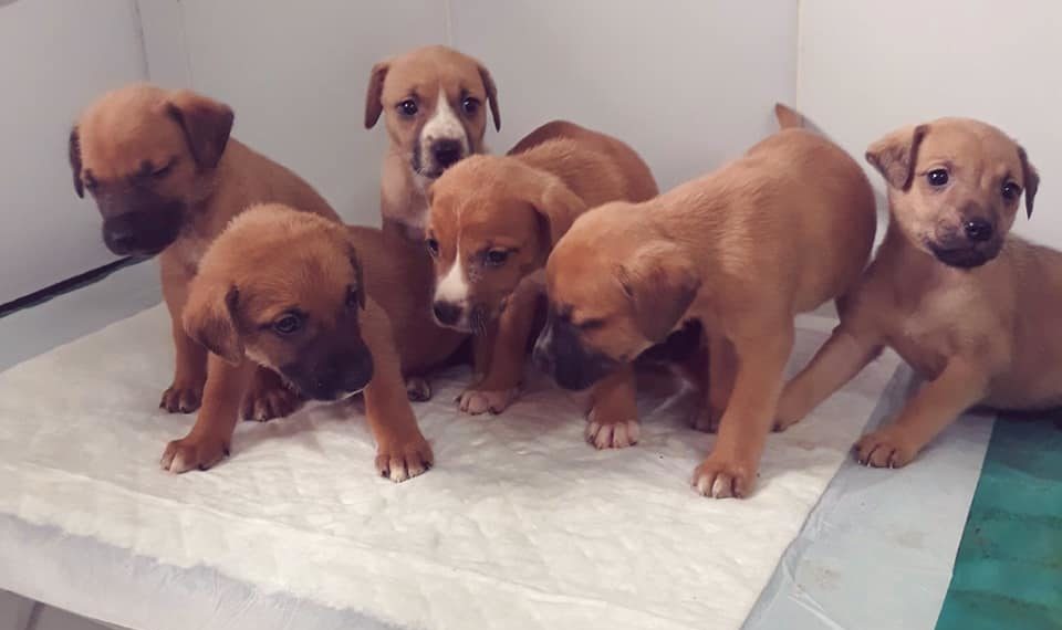 Adoção de animais se intensifica em Sapiranga e Campo Bom