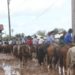 Em março tem o tradicional rodeio de Campo Bom