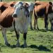 Produtores podem notificar emergências veterinárias pela internet