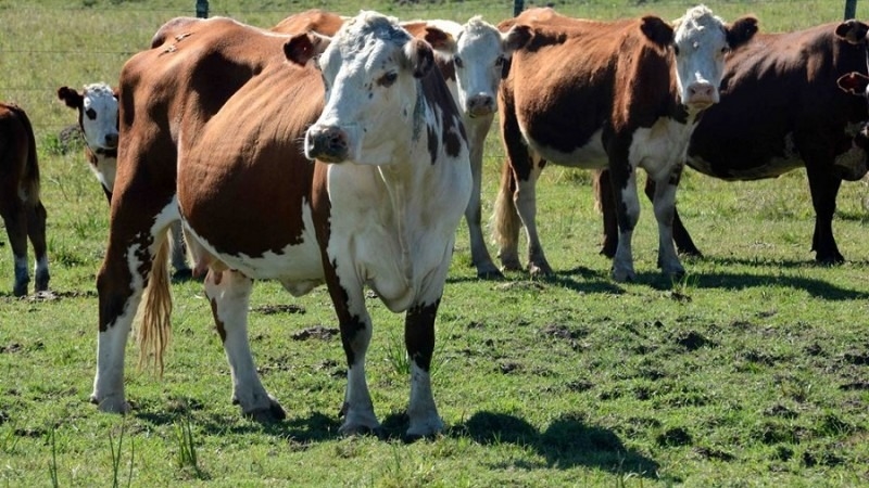 Produtores podem notificar emergências veterinárias pela internet