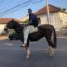 DP de Sapiranga localiza égua crioula e devolve ao proprietário