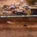 42º Rodeio Nacional de Campo Bom tem abertura nesta sexta-feira