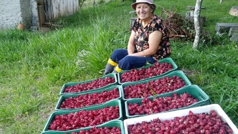 Site aproxima consumidores a agricultores e ajuda no escoamento de produção