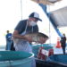 Feira do Peixe encerra nesta quinta com 4,9 mil quilos comercializados